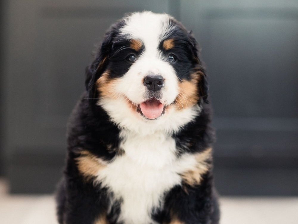 Managing Separation Anxiety in Bernese and Bernedoodles STOKESHIRE
